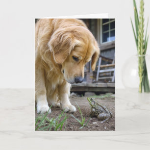 Verjaardag Goud Retriever en Kikker Staren naar El Kaart