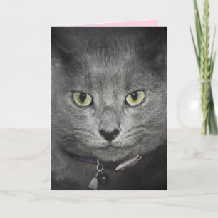 Verjaardag Grijze Kat Humor Kaart