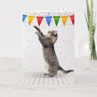 Verjaardag grijze tabby kat in Confetti