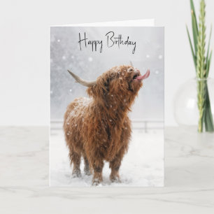 Verjaardag Highland Koe Likkt Sneeuwvlokken Kaart