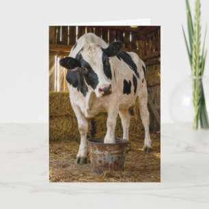 Verjaardag Holstein Koe die in een Roestige Emmer Kaart