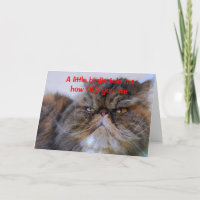 Verjaardag Humor Calico Perzische Kat Kaart