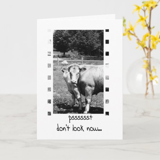 Verjaardag Humor - Koeien Kaart (Gele Bloem)