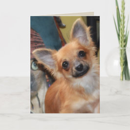 Verjaardag Kaart | Chihuahua Puppy Chi Dylan