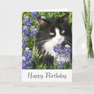 Verjaardag Kaart Tuxedo Cat in Texas Bluebonnets