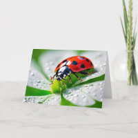 Verjaardag lieveheersbeestje op 4 blad klaver