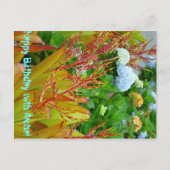 Verjaardag met Aloha briefkaart (Voorkant)