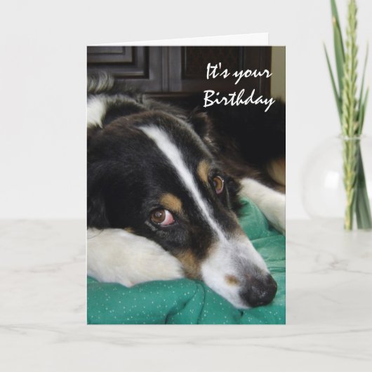 Verjaardag Ouderdom Humor Border Collie Old Dog Pe Kaart (Voorkant)