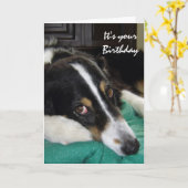 Verjaardag Ouderdom Humor Border Collie Old Dog Pe Kaart (Gele Bloem)