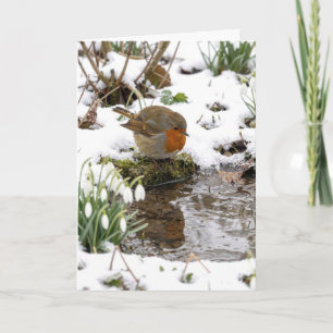 Verjaardag Roodborst die naar zijn spiegelbeeld in Kaart