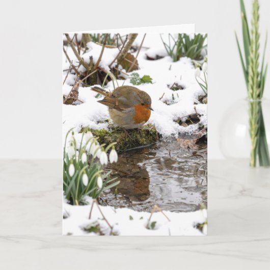 Verjaardag Roodborst die naar zijn spiegelbeeld in Kaart (Voorkant)