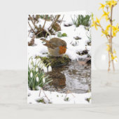 Verjaardag Roodborst die naar zijn spiegelbeeld in Kaart (Gele Bloem)