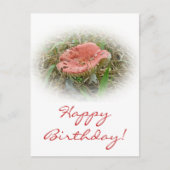 Verjaardag Roze Paddenstoel Briefkaart (Voorkant)