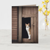 Verjaardag Tabby Kat in Shed Doorway Kaart (Gele Bloem)
