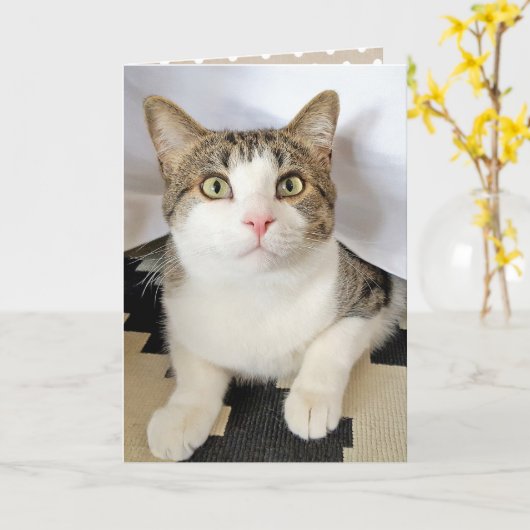 Verjaardag Tabby Kat Verbergen Kaart (Gele Bloem)