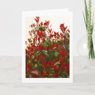 Verjaardag van de Photinia-struik Kaart