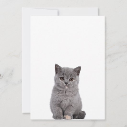 Verjaardag van een knuffelbaar kitten  kaart (Achterkant)