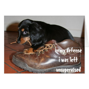 Verjaardag van hond puppy kauwen grappig