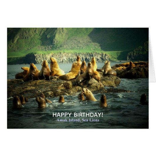 Verjaardag van Zeeleeuwen van Amak Island (Voorkant Horizontaal)