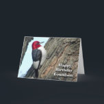 Verjaardag voor kleinzoon, roodharige specht kaart<br><div class="desc">Grappige verjaardagskaart (BIRDday) voor een kleinzoon. Een roodharige specht staat op de cover. Auteursrechten op kunst,  afbeelding en vers © Shoaff Ballanger Studios.</div>