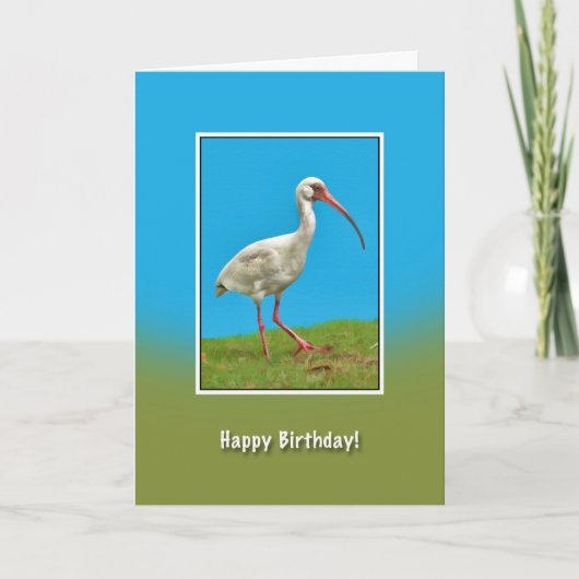 Verjaardag, Witte Ibis Bird Kaart (Voorkant)
