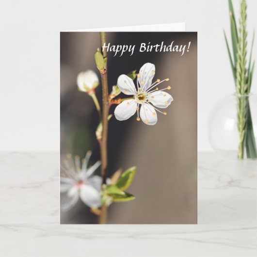 Verjaardag witte kersenbloesems kaart (Voorkant)