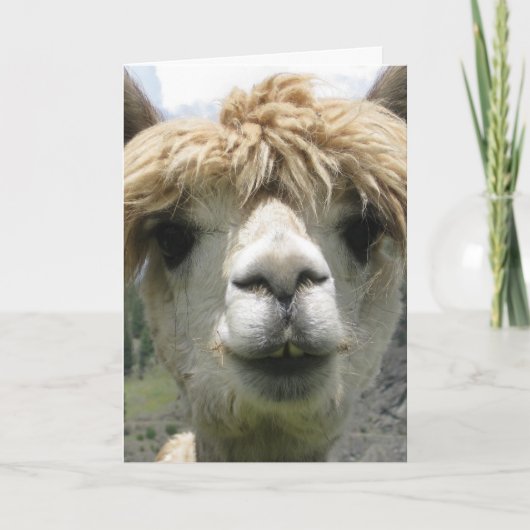 VERJAARDAGKAART MET ALPACA EN SPASSIGE TEKST KAART (Voorkant)