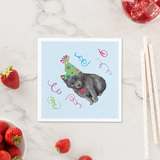 Verjaardagsfeestje Schipperke Servet (Insitu)