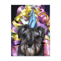 Verjaardagsfeestje Schnauzer Lint Achter Briefkaar