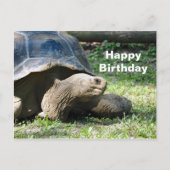 Verjaardagsfoto van wilde schildpad briefkaart (Voorkant)