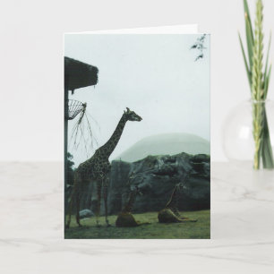 "Verjaardagskaart giraffen" Kaart