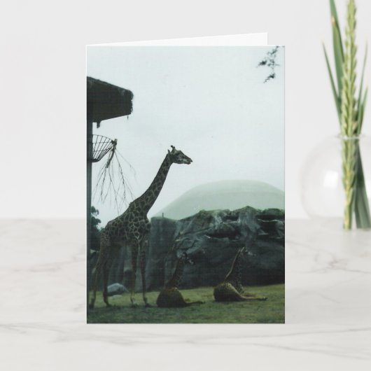 "Verjaardagskaart giraffen" Kaart (Voorkant)