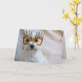 Verjaardagskaart - Grappige Hond met Verjaardagsbr Kaart (Gele Bloem)