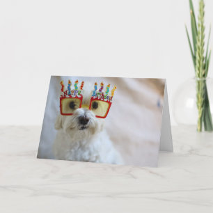Verjaardagskaart - Grappige Hond met Verjaardagsbr Kaart