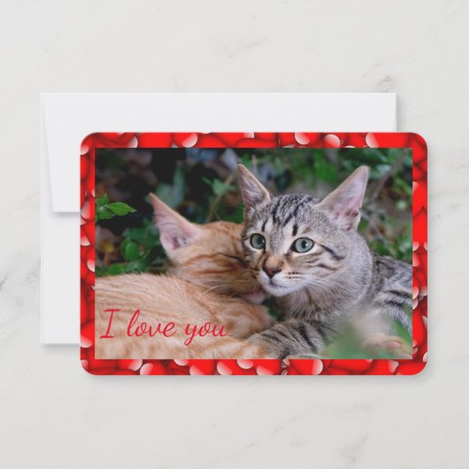 Verjaardagskaart met knappe kat kaart (Voorkant)