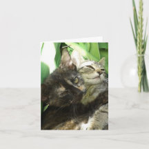 Verjaardagskaart met knuffelende schattige katjes