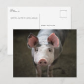 Verjaardagskaart met varkentje briefkaart (Voorkant / Achterkant)