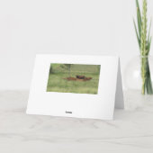 Verjaardagskaart met vredige dag koeien in het vel kaart (Achterkant)