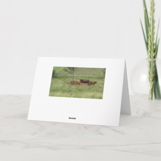 Verjaardagskaart met vredige dag koeien in het vel kaart (Achterkant)