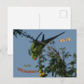 Verjaardagskaart van de halsbandparkiet briefkaart (Voorkant / Achterkant)
