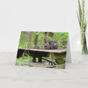 Verjaardagskaart Verwilderde Kat in het Bos Kaart