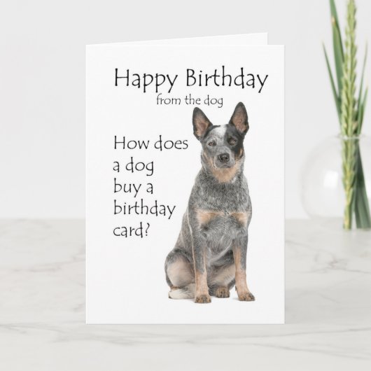 Verjaardagskaart voor Cattle Dog Kaart (Voorkant)