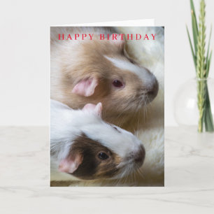 verjaardagskaart voor cavia's kaart