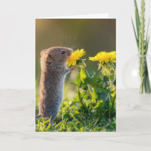 Verjaardagsmuis die een gele paardenbloem ruikt kaart