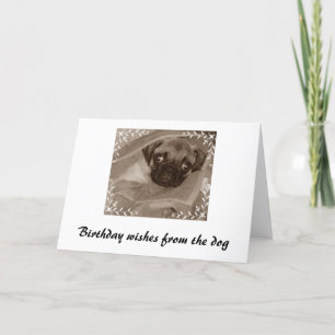 Verjaardagswensen van de hond kaart