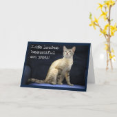 Verjaardagswensen van prachtige kat op blauwe stoe kaart (Gele Bloem)