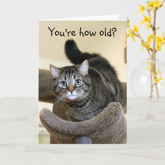 Verjaardagswensen voor geschokte kat kaart (Gele Bloem)