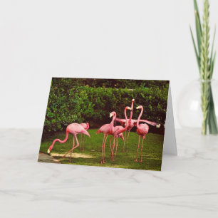 Verjaardagswenskaart voor Flamingo Kaart
