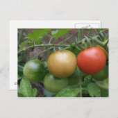 Verkeerslicht Tomaten Briefkaart (Voorkant / Achterkant)