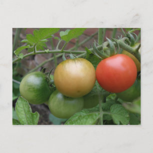Verkeerslicht Tomaten Briefkaart